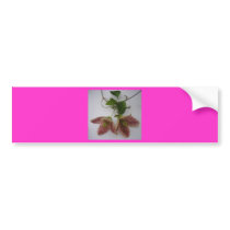 Clematis cirrhosa flower bumper stickers