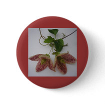 Clematis cirrhosa flower buttons