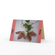 Clematis cirrhosa flower card