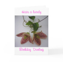 Clematis cirrhosa flower card