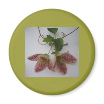 Clematis cirrhosa flower refrigerator magnets