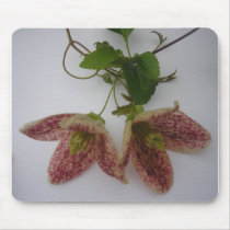 Clematis cirrhosa flower mousemats