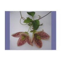 Clematis cirrhosa flower postcards