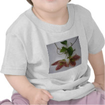 Clematis cirrhosa flower shirt