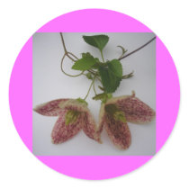 Clematis cirrhosa flower sticker