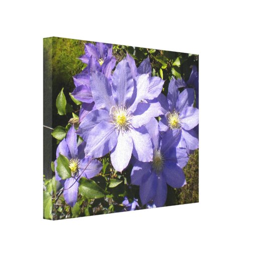 Clematis del bígaro impresiones en lona