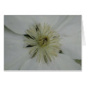 Clematis Duchess of Edinburgh cards