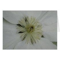 Clematis Duchess of Edinburgh cards