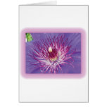 Clematis en la floración tarjetas