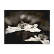 Clematis flower art postcard (black and white) postcards