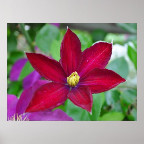 Clematis Flower Poster print