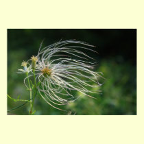 Clematis Flower Poster posters