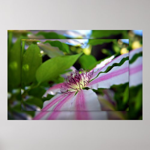 Clematis flower Print print