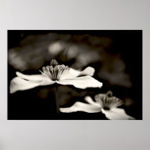 Clematis flower print (black and white) posters