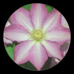Clematis Flower Sticker