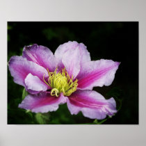 Clematis Flowers Posters