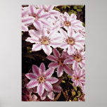 Clematis  flowers posters