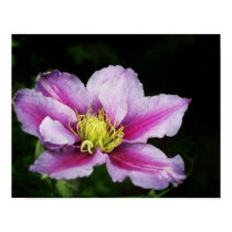 Clematis Flowers posters
