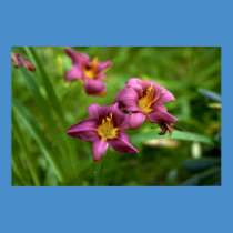 Clematis in oil posters