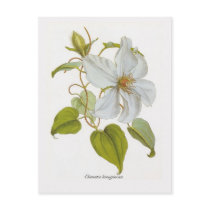 Clematis lanuginosa post cards