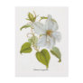 Clematis lanuginosa post cards