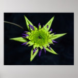 Clematis - lime and purple, Poster