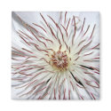 Clematis Magnet by caramoulds Clematis Magnet