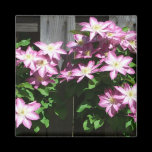 Clematis Magnet