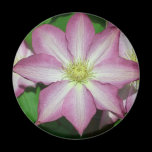 Clematis Magnet