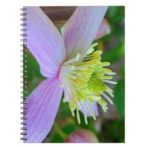 Clematis Montana Bloom Macro fuji_notebook