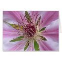Clematis Nelly Moser cards by lifethrualens Clematis Nelly Moser cards