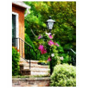 Clematis on Lamp Post shirt