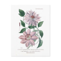 Clematis patens post card