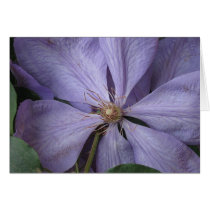 Clematis Perle d'Azur Cards