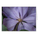 Clematis Perle d'Azur cards by lifethrualens Clematis Perle d'Azur cards