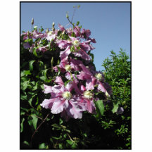Clematis. Pink Flowers, and blue sky. Photo Sculptures