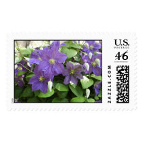 Clematis postage