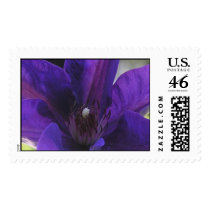 Clematis postage by cliffordphotos Clematis postage