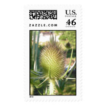 Clematis postage