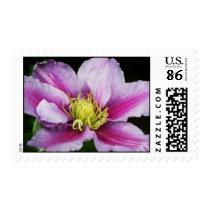 Clematis Postage