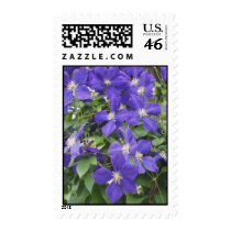 CLEMATIS STAMP