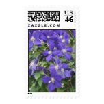 CLEMATIS STAMP