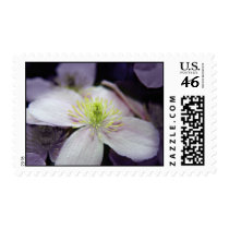 Clematis postage stamps