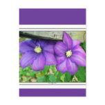 Clematis Postcards