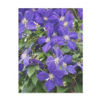 clematis postcard