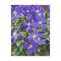 clematis postcards by minx267 clematis postcards
