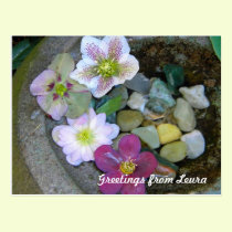 Clematis Postcard postcards