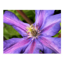 Clematis Postcard postcards