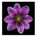Clematis Poster posters