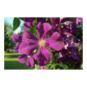 Clematis posters